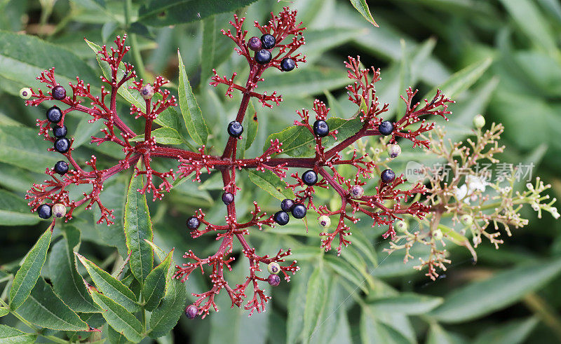 矮接骨木，丹参(Sambucus ebulus)浆果